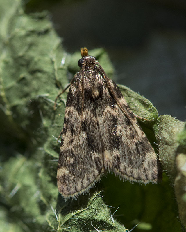 Da determinare - Aglossa caprealis, Pyralidae